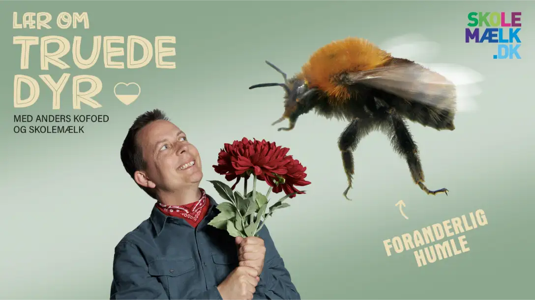 Lær om truede dyr - Humlebien
