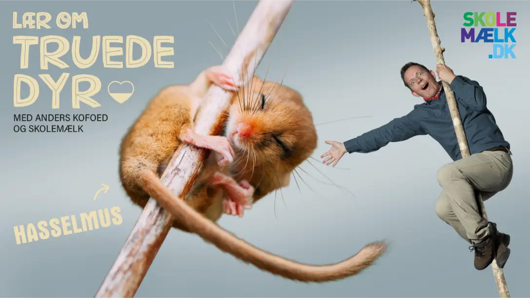 Lær om truede dyr - Hasselmusen
