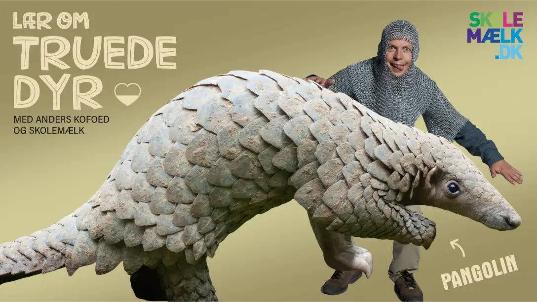 Lær om truede dyr - Pangolinen